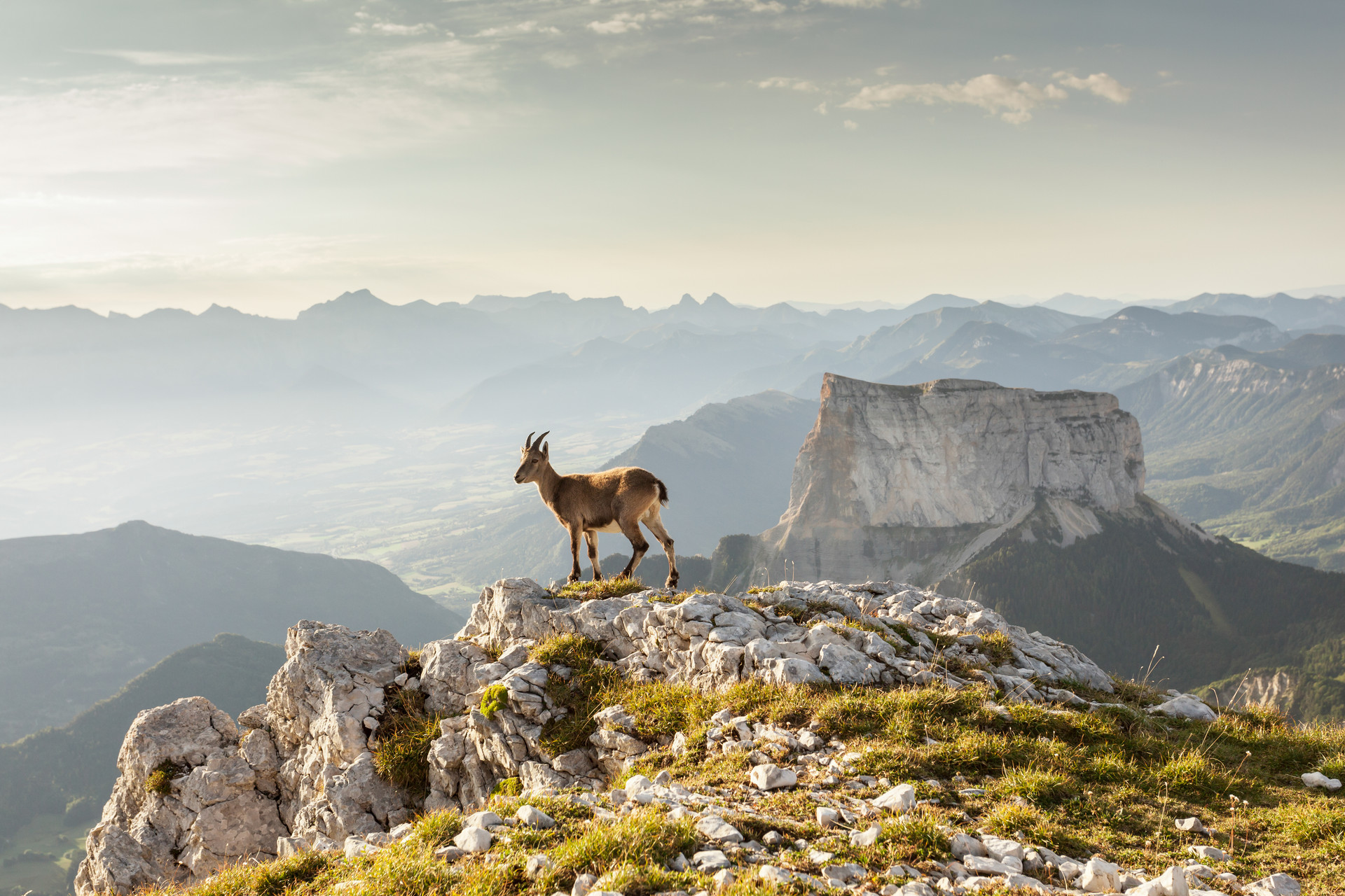 Bouquetin sur un promontoire rocheux des hauts plateaux du Vercors, le Mont Aiguille en arrière-plan