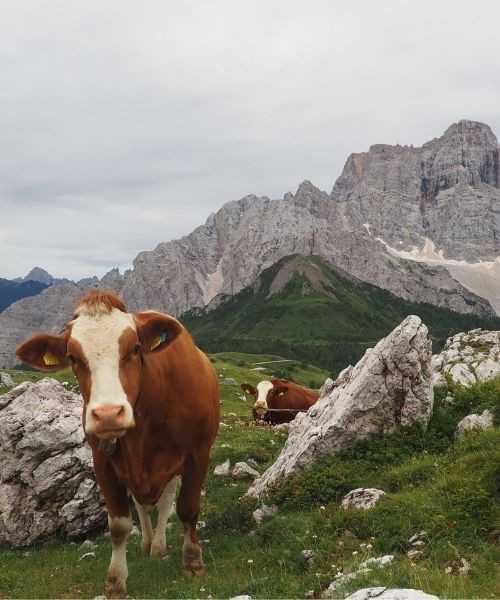 Vaches et Mont Pelmo